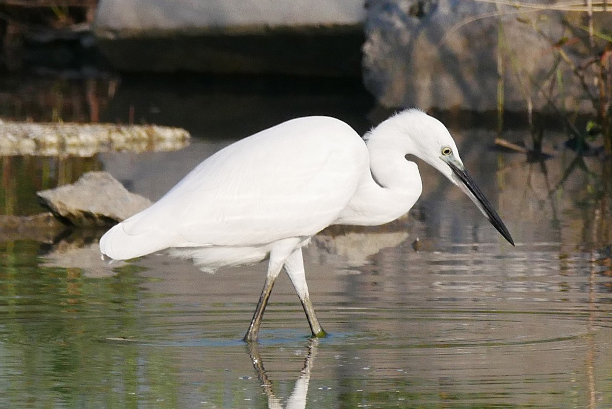 Little Egret - ML622951242