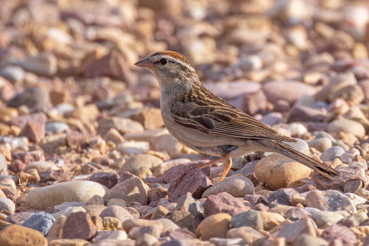 Chipping Sparrow - Lesley Tullis