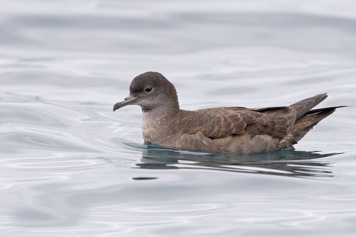 Puffin à bec grêle - ML622951269