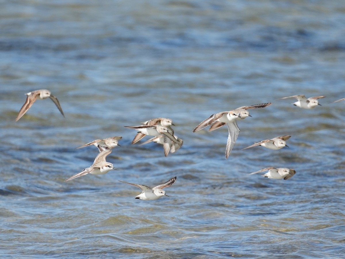 Red-capped Plover - ML622951317