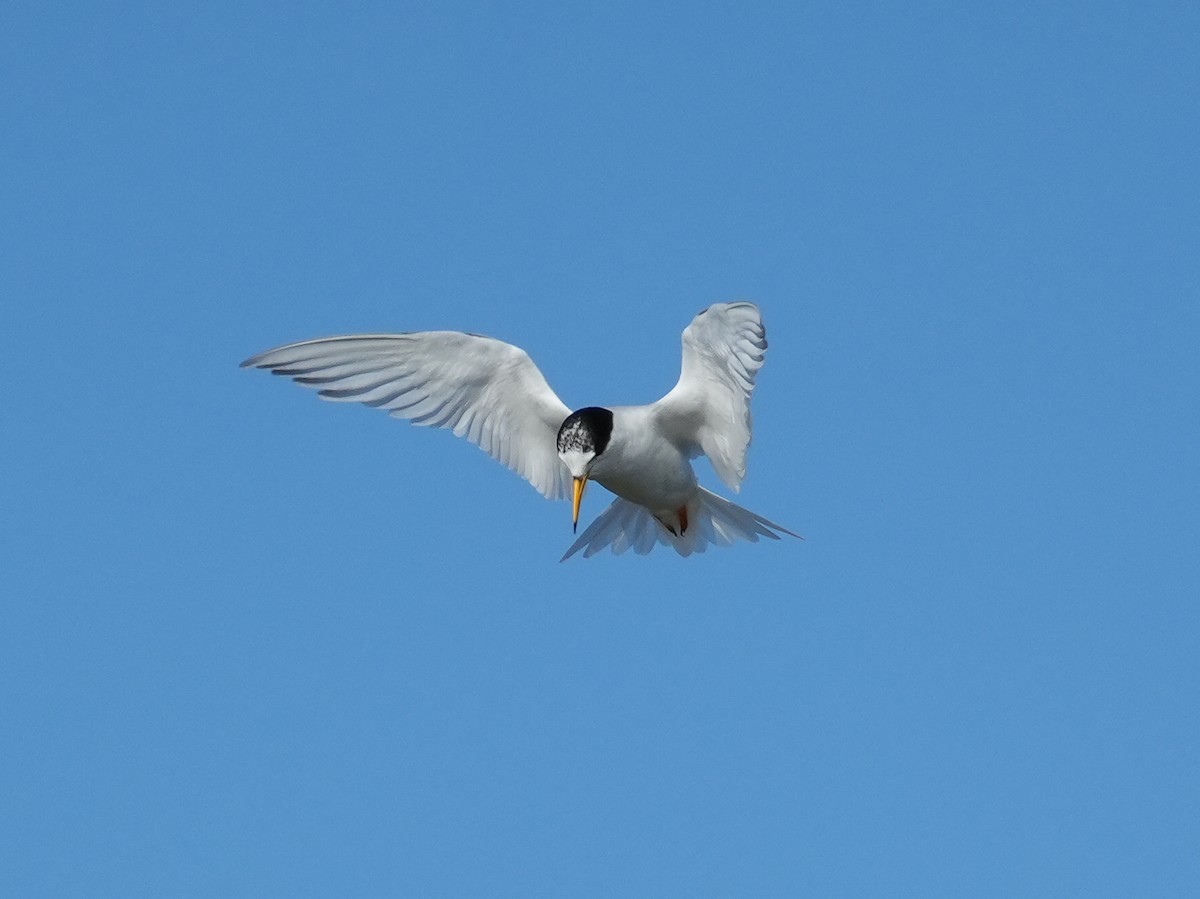 Australian Fairy Tern - ML622951347