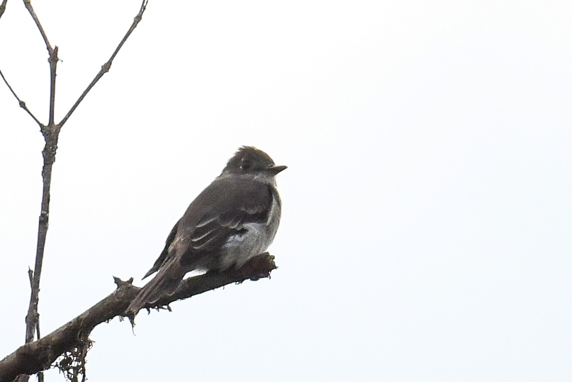 Western Wood-Pewee - ML622951395