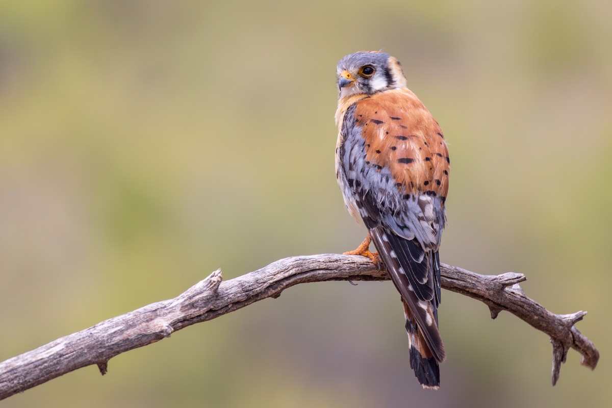 American Kestrel - Lesley Tullis