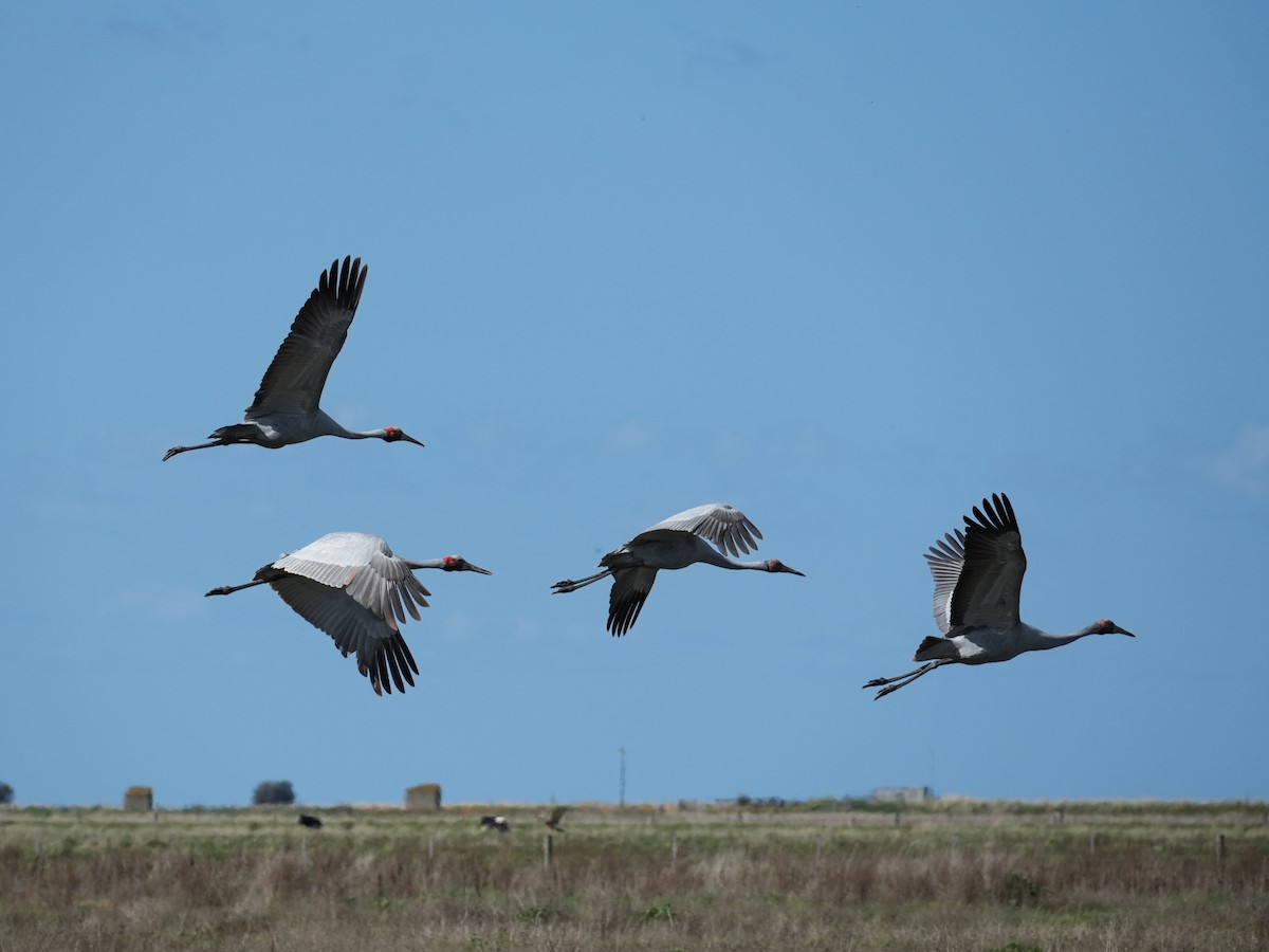 Brolga - Yingchen Nie