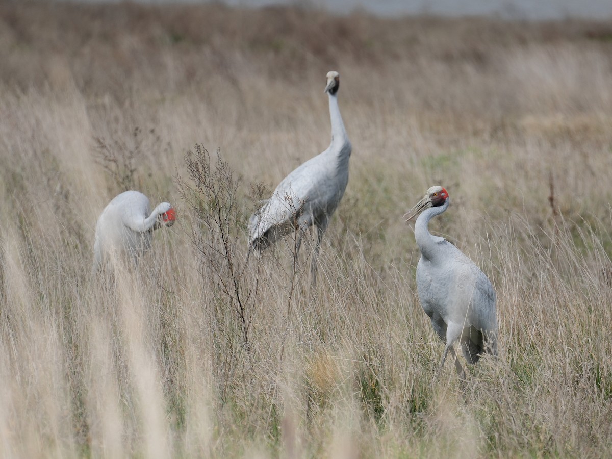 Brolga - ML622951418