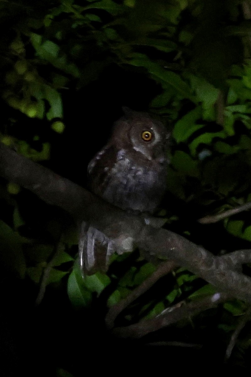 Moluccan Scops-Owl (Moluccan) - ML622951427