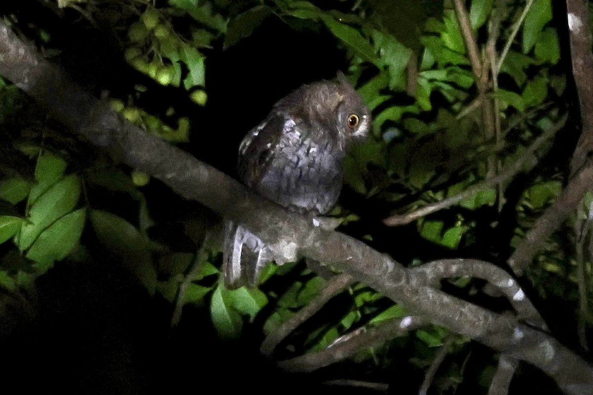 Moluccan Scops-Owl (Moluccan) - ML622951428