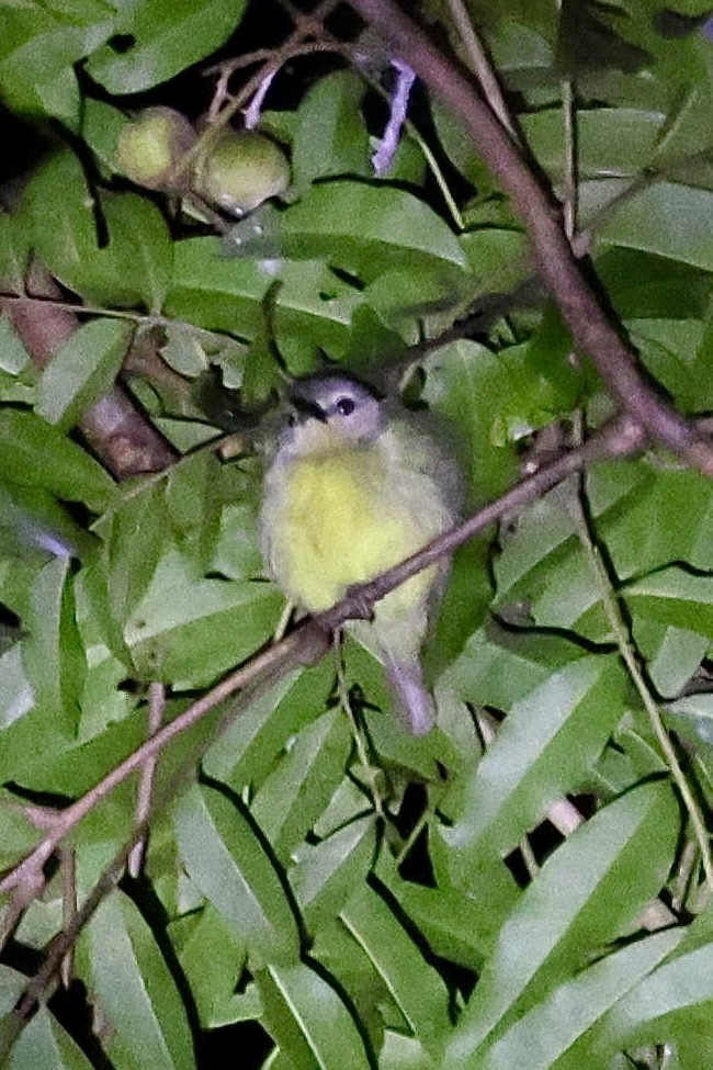 White-browed White-eye - ML622951444