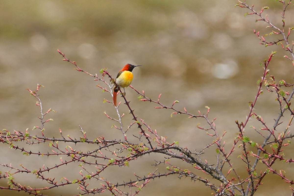 アカオタイヨウチョウ - ML622951472