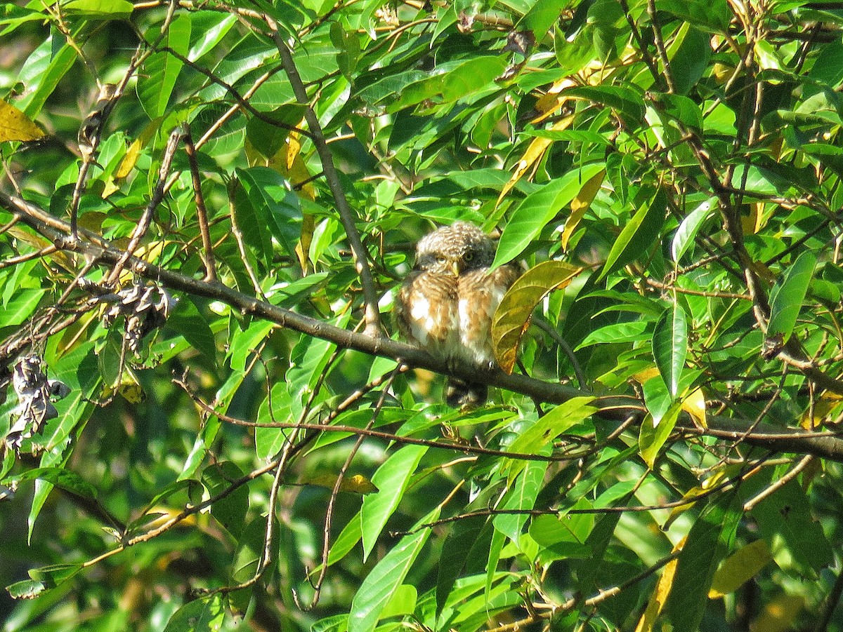 Collared Owlet - ML622951517