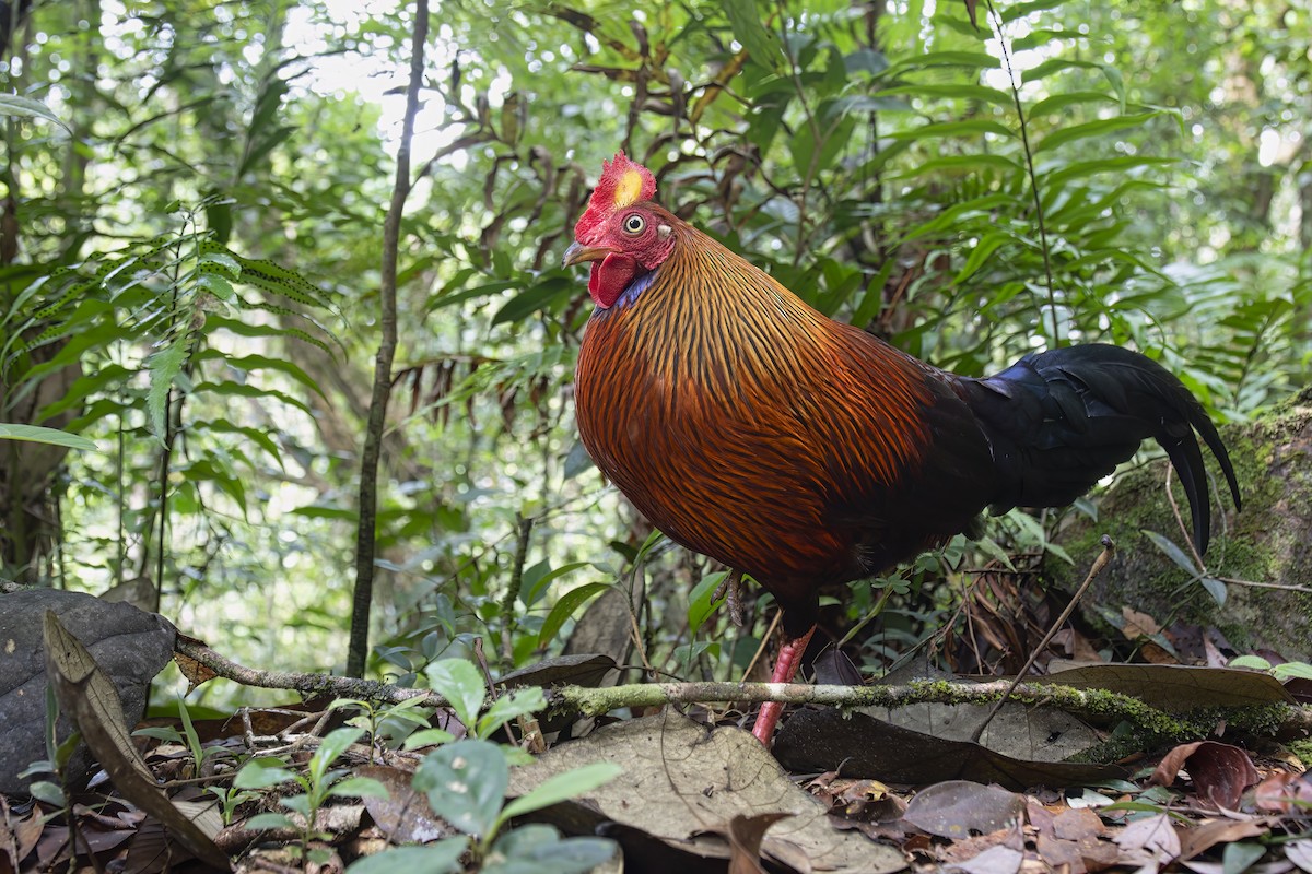 Sri Lanka Junglefowl - ML622951561