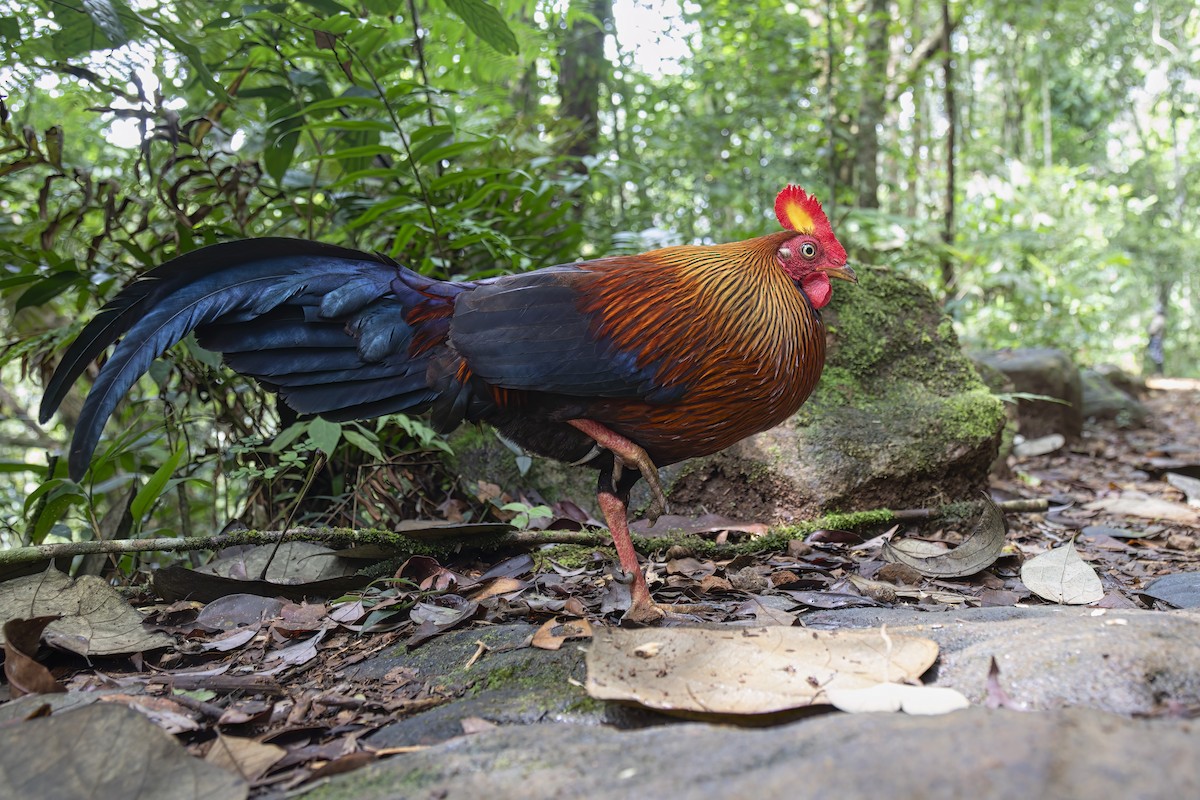 Sri Lanka Junglefowl - ML622951562