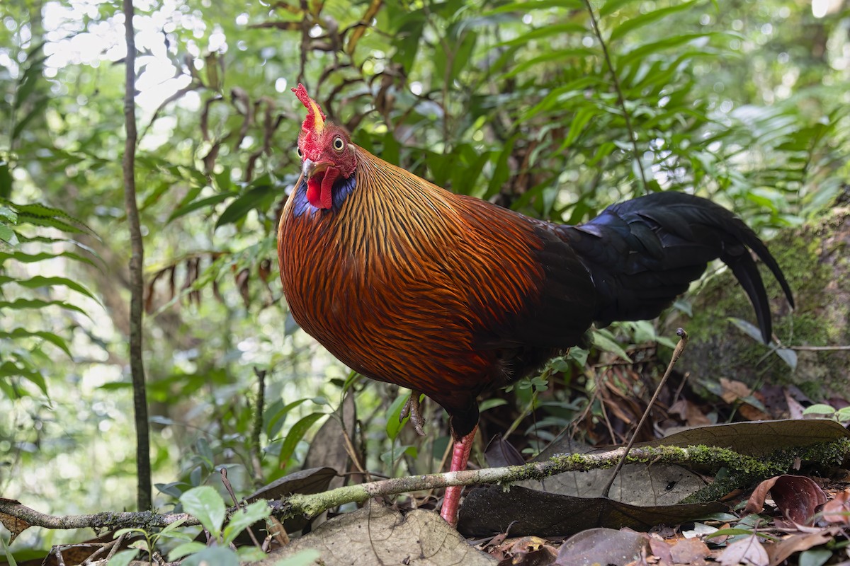 Sri Lanka Junglefowl - ML622951563