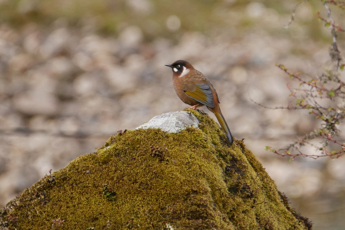 Black-faced Laughingthrush - ML622951571