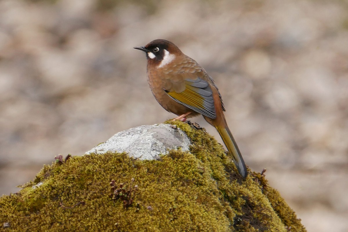 Black-faced Laughingthrush - ML622951613