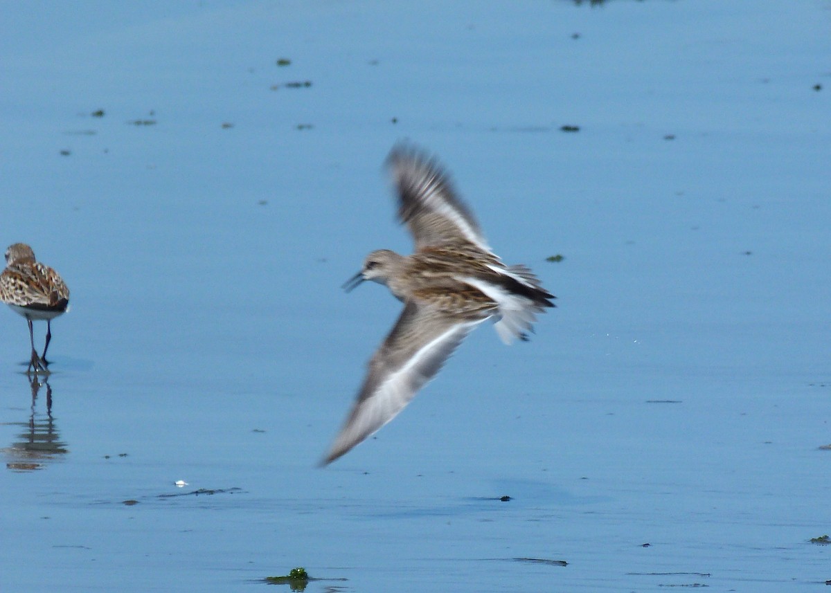 Red-necked Stint - Tony Kurz