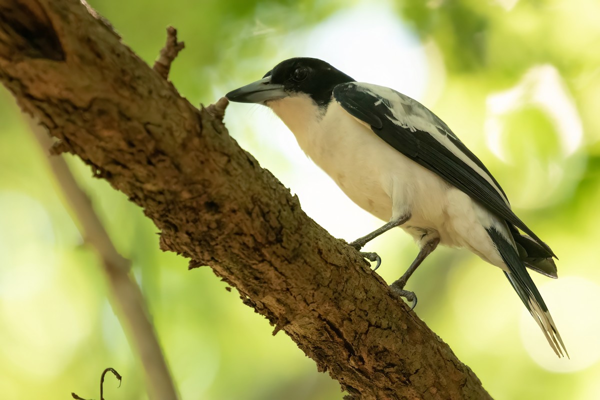 Silver-backed Butcherbird - ML622951638