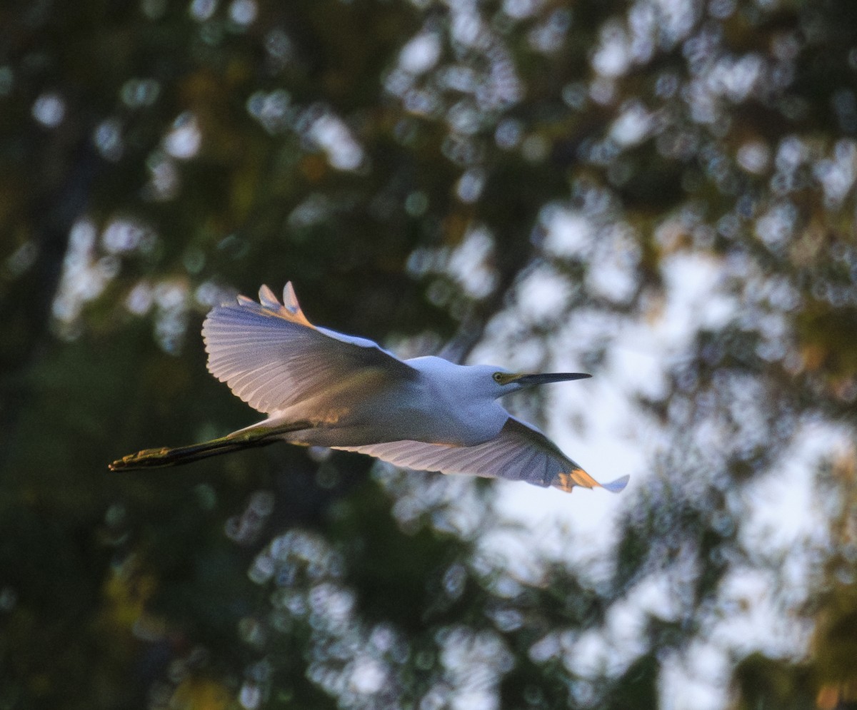 Snowy Egret - ML622951641