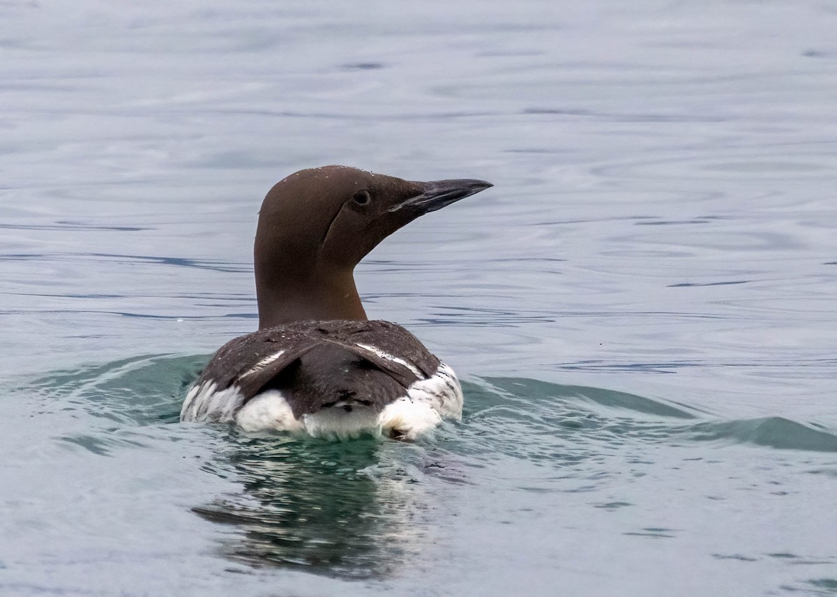 Common Murre - ML622951695