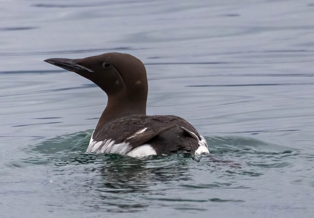 Common Murre - ML622951697