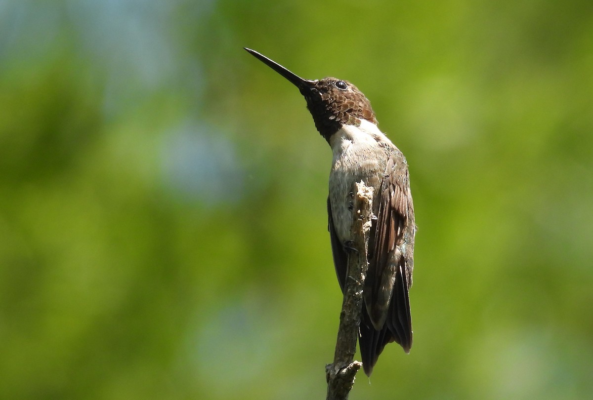 Ruby-throated Hummingbird - ML622951699