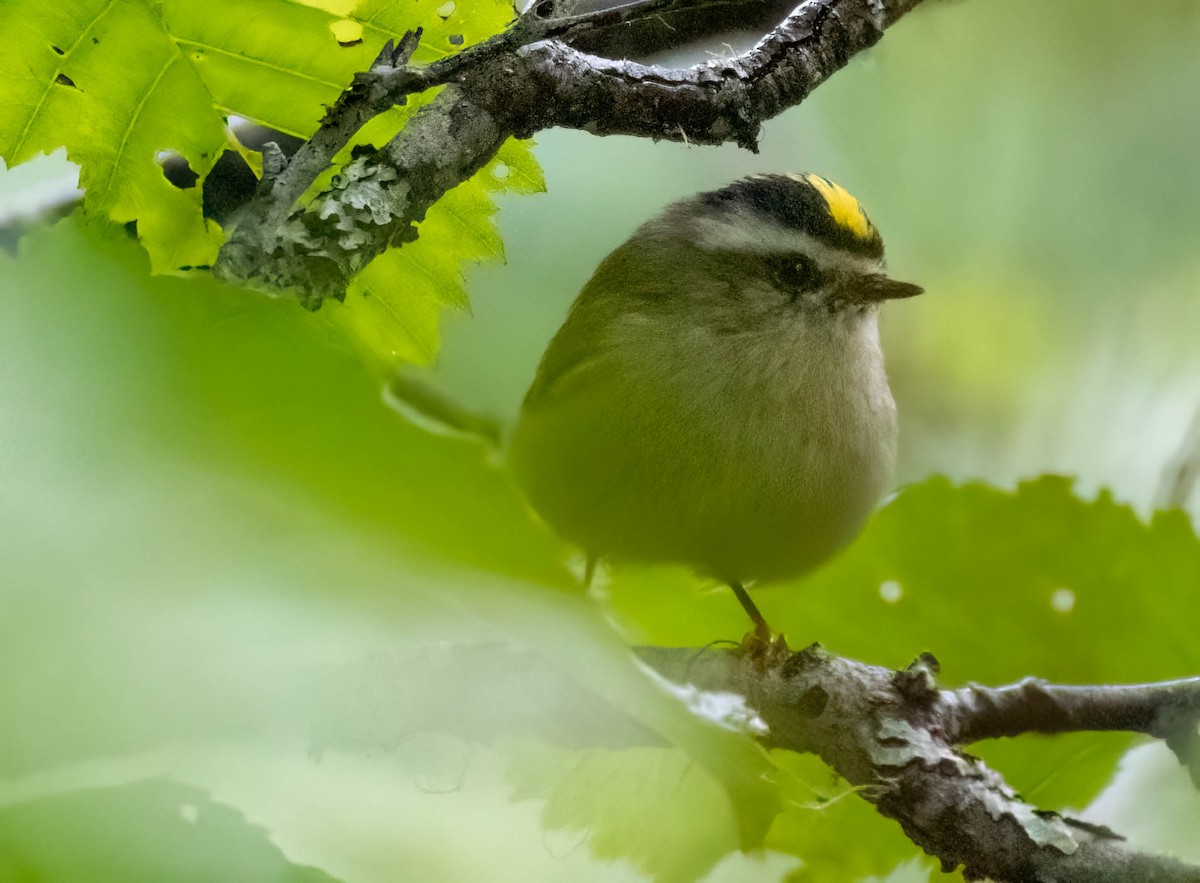 Golden-crowned Kinglet - ML622951746