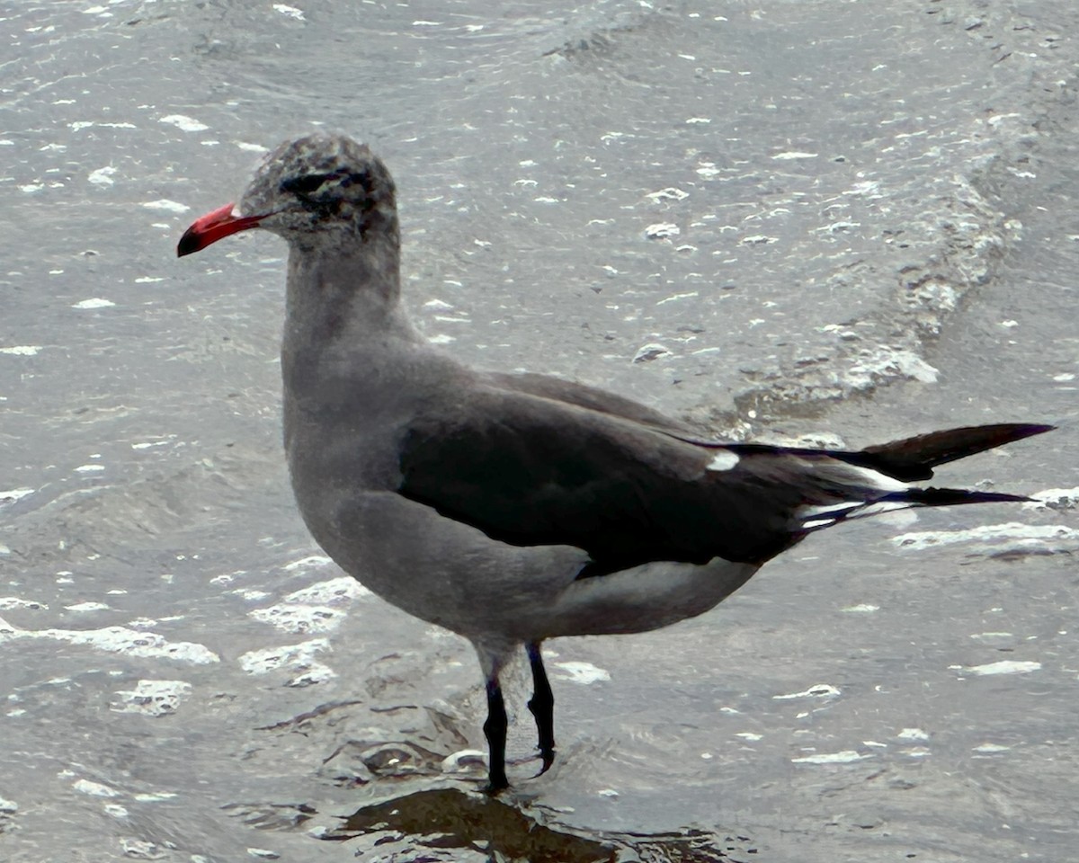 Heermann's Gull - ML622951761