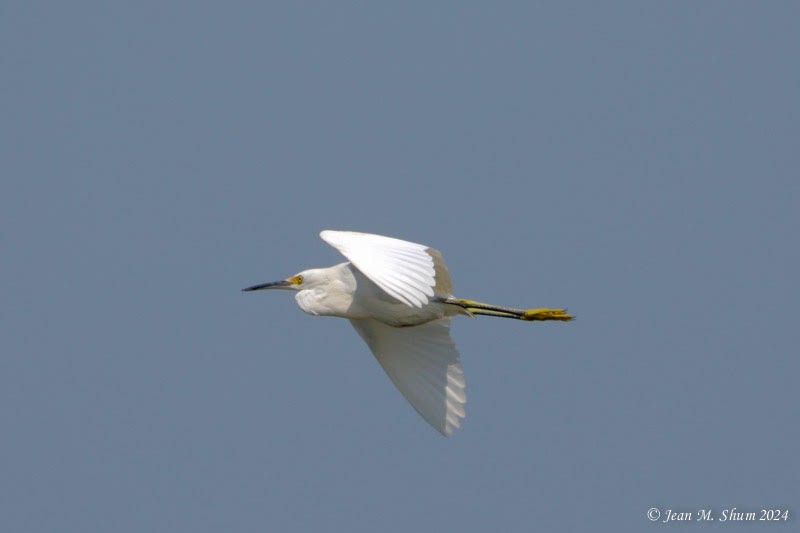 Snowy Egret - ML622951768