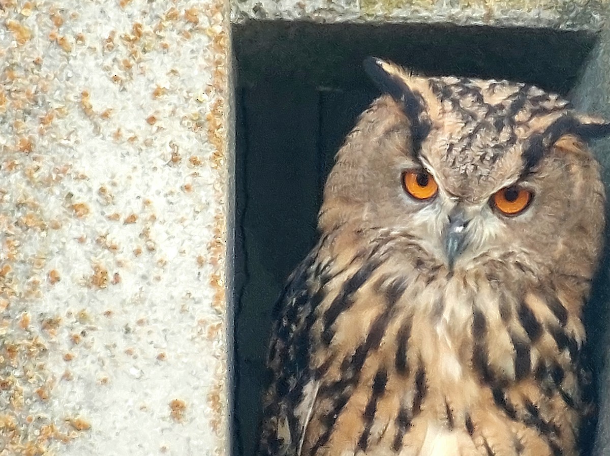 Eurasian Eagle-Owl - ML622951782