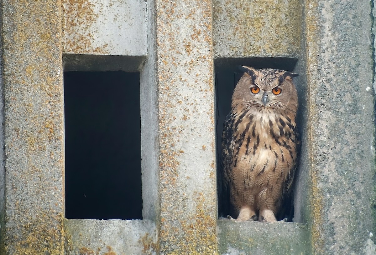 Eurasian Eagle-Owl - ML622951783