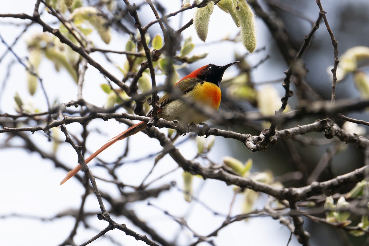 Fire-tailed Sunbird - Sandeep Biswas