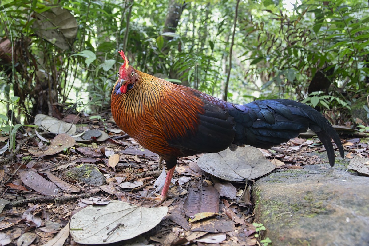 Sri Lanka Junglefowl - ML622951822