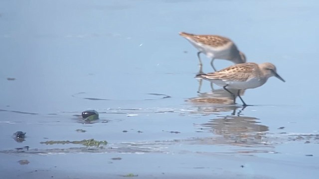 Red-necked Stint - ML622951826