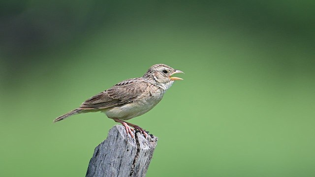 Singing Bushlark - ML622951843