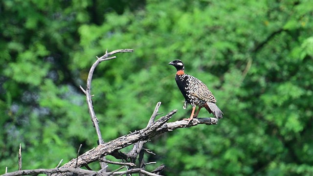 Black Francolin - ML622951901