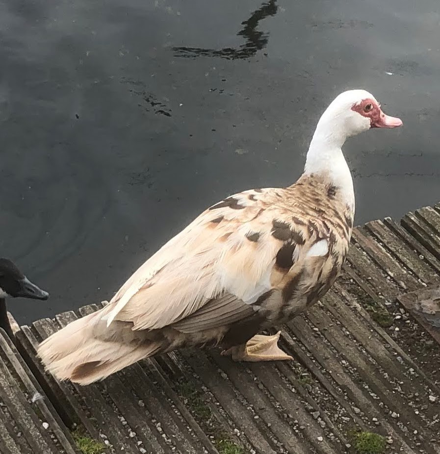 Muscovy Duck (Domestic type) - ML622951996