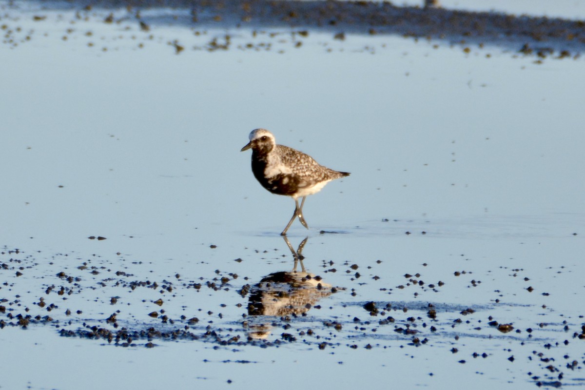 Black-bellied Plover - lise owens