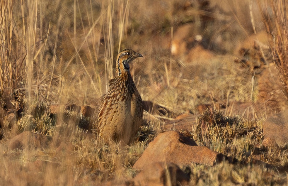 Orange River Francolin - Michael Buckham