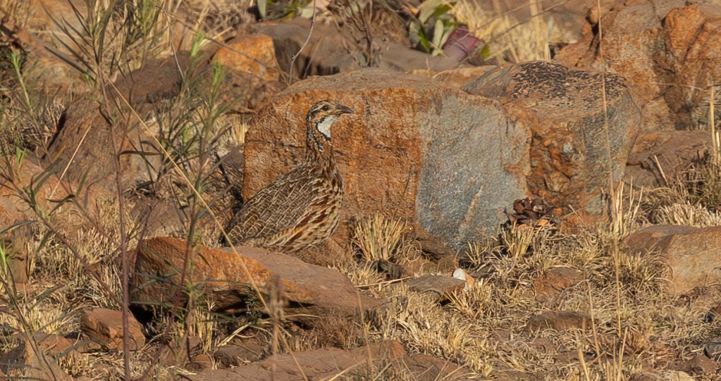 Orange River Francolin - Michael Buckham