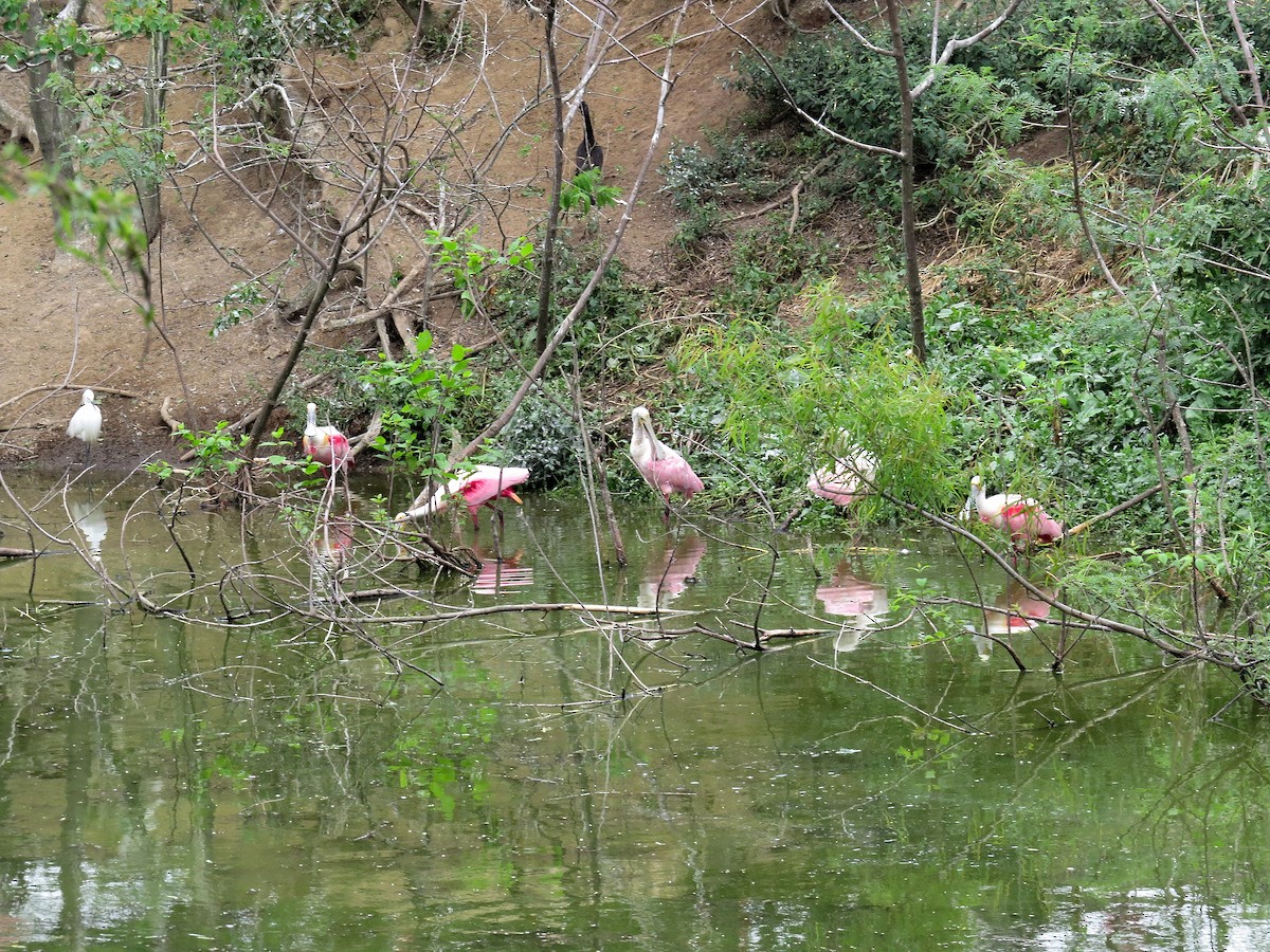 Roseate Spoonbill - Steve Butterworth