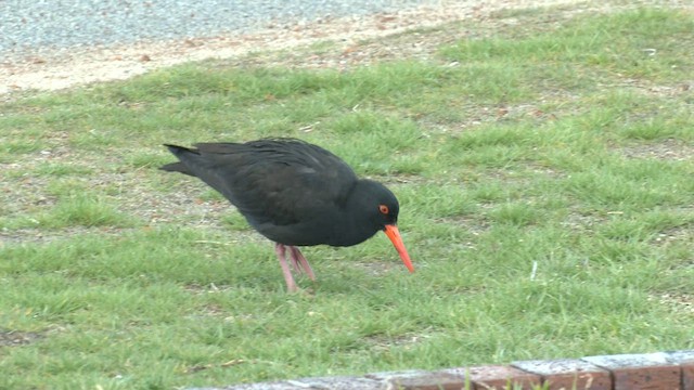 Sooty Oystercatcher - ML622952096