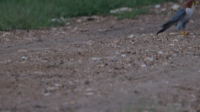 Red-necked Falcon - ML622952098