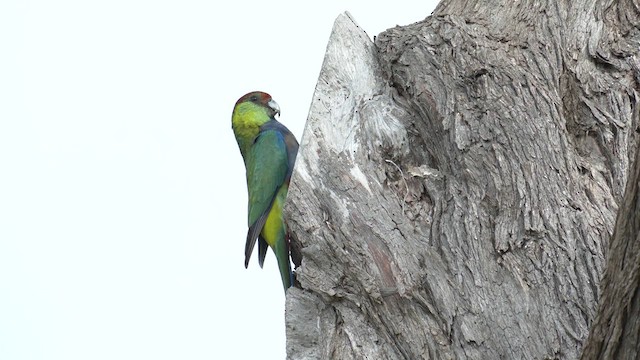 Red-capped Parrot - ML622952100