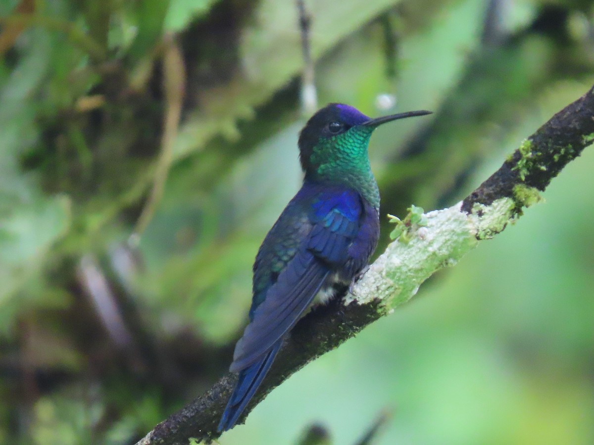 Crowned Woodnymph - Maria Janeiro