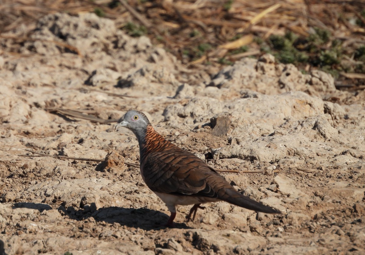 Bar-shouldered Dove - ML622952130