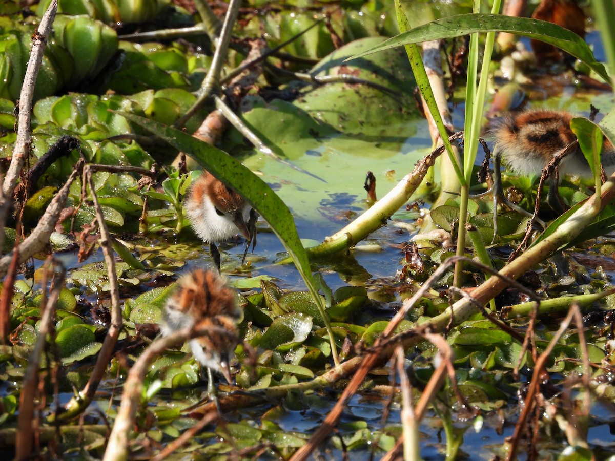 Comb-crested Jacana - ML622952139