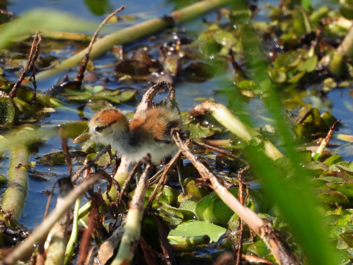 Comb-crested Jacana - ML622952140