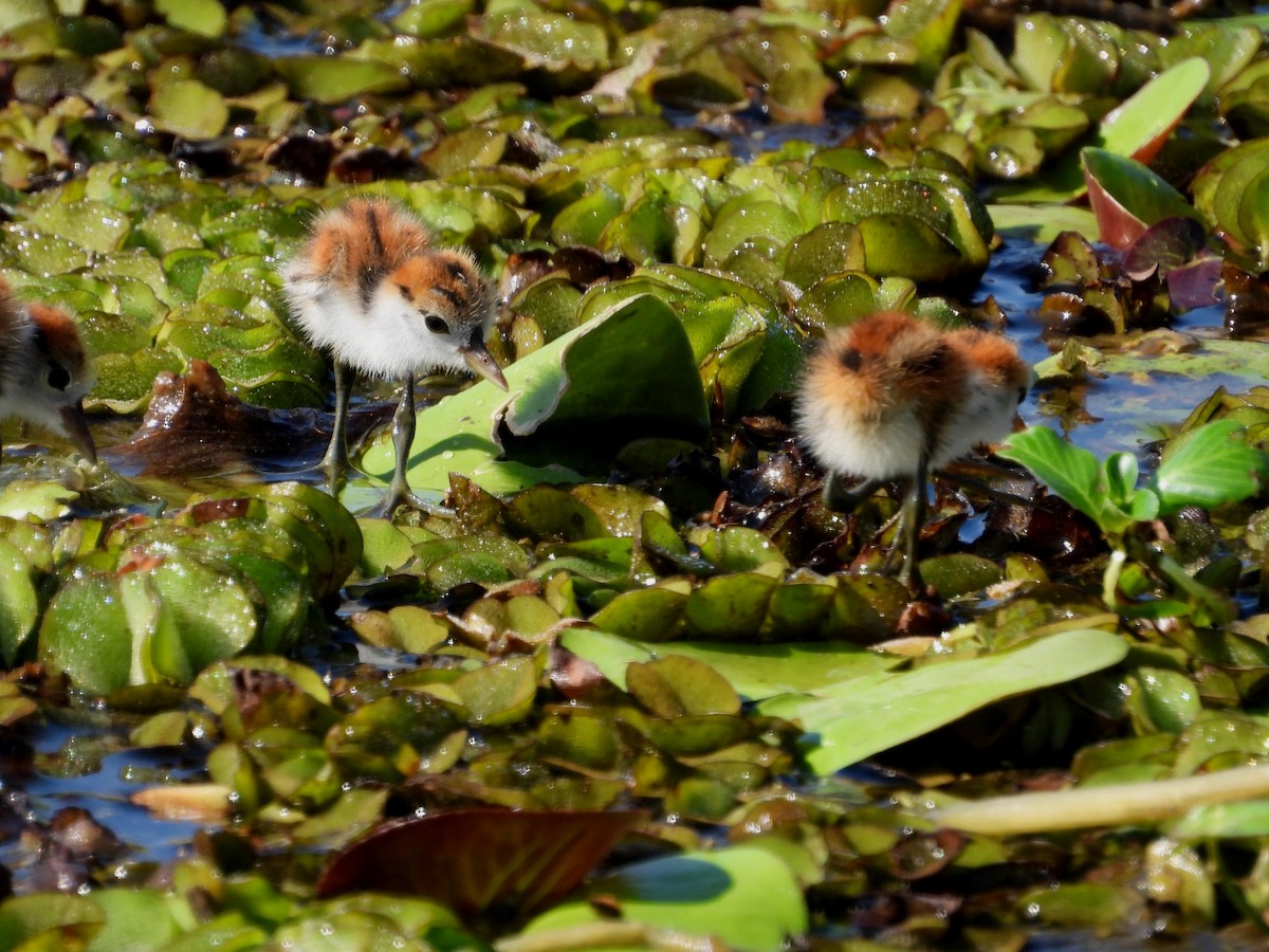 Comb-crested Jacana - ML622952141