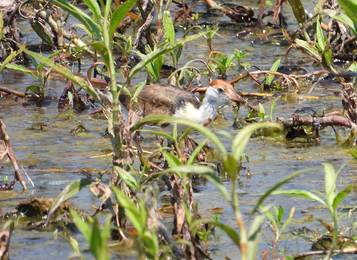 Comb-crested Jacana - ML622952142