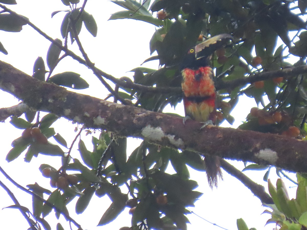 Collared Aracari - Maria Janeiro